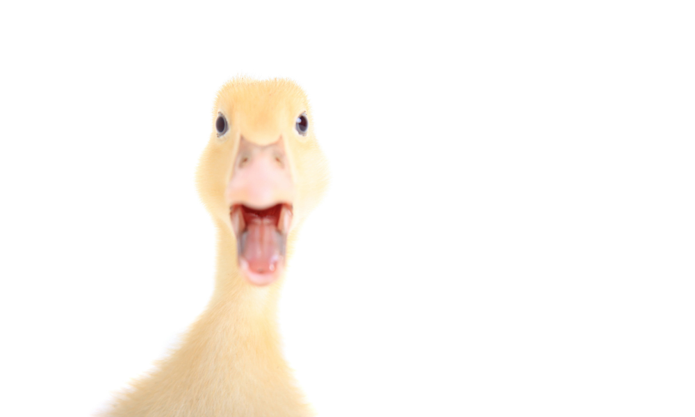 Don’t Let Duck Brain Keep You Awake