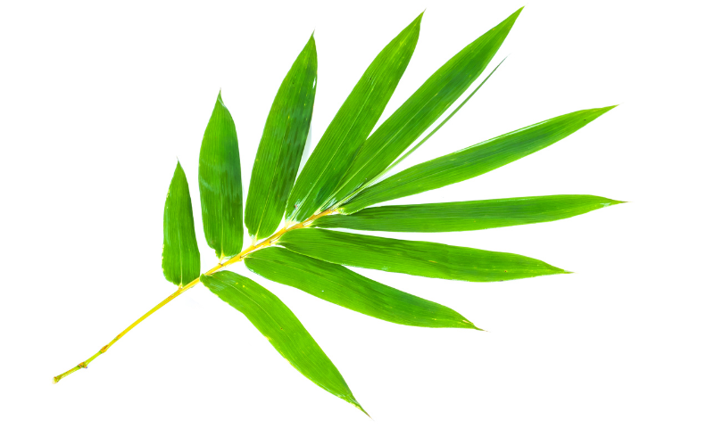Beautiful Bamboo