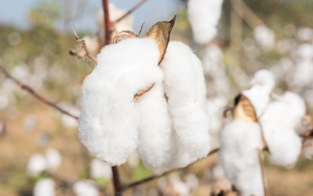 A Guide to Staple Length for Cotton