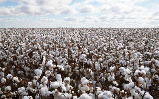 What is the Difference Between Egyptian Cotton & Pima Cotton?